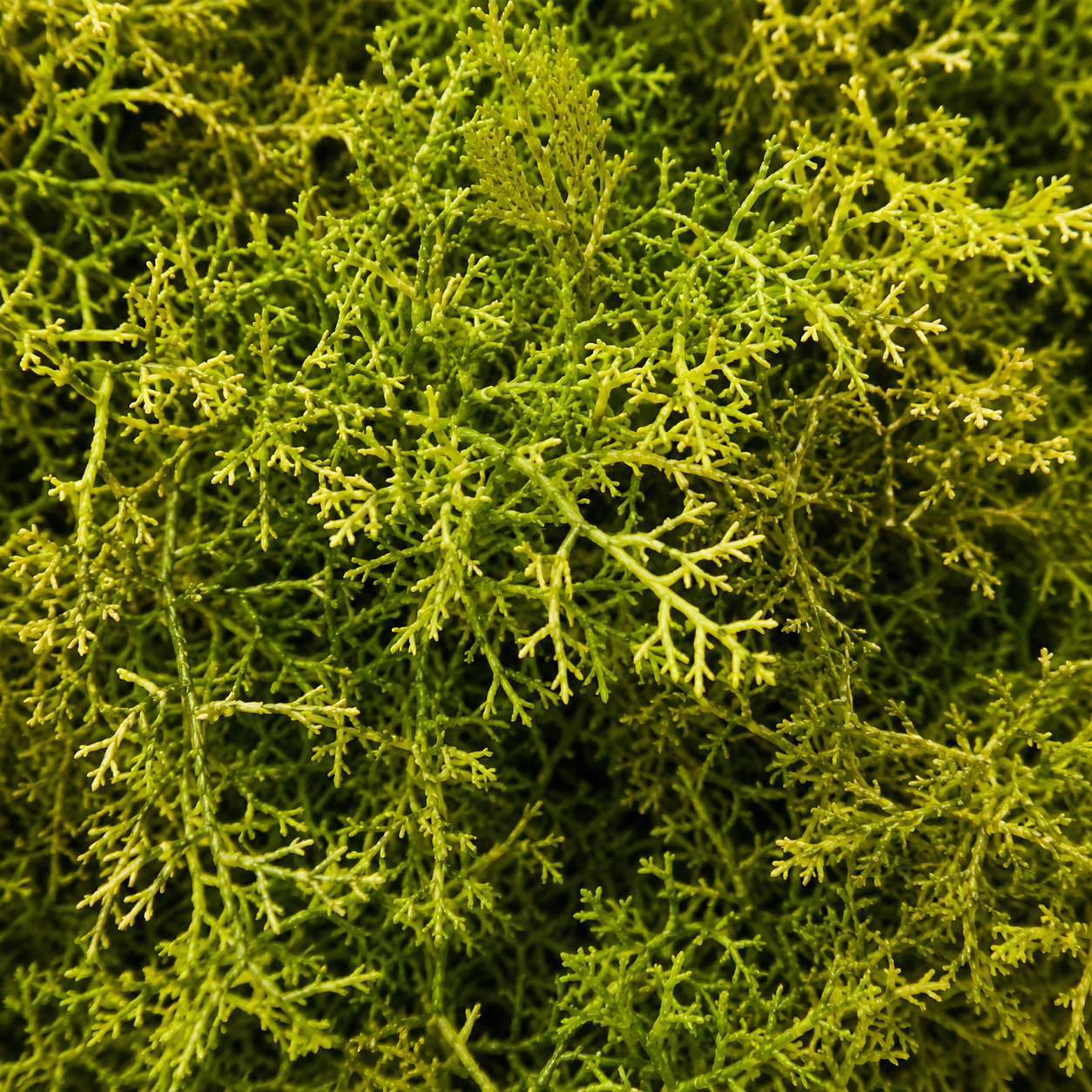 Mur végétal artificiel mousse 50x50 cm