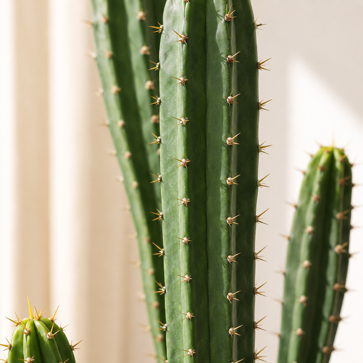 Plante artificielle - Cactus 160cm