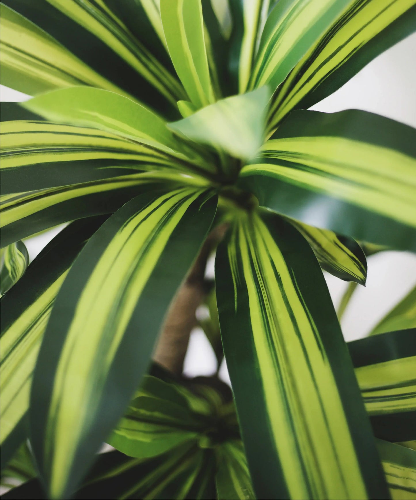 Plante artificielle - Dracaena 120cm