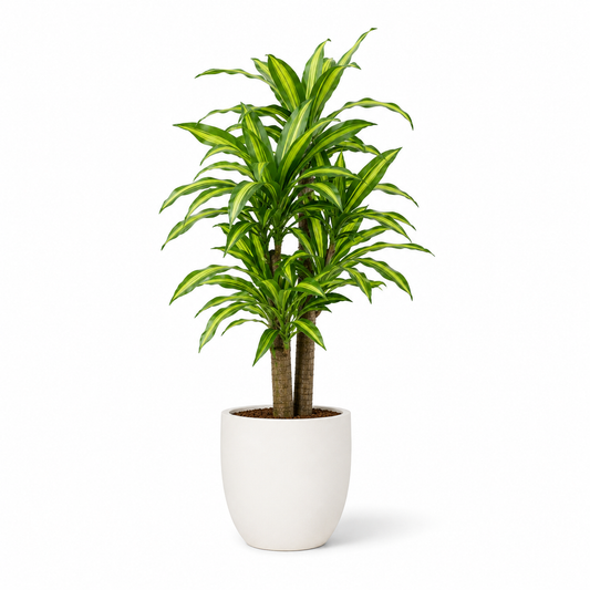 Plante artificielle - Dracaena 120cm