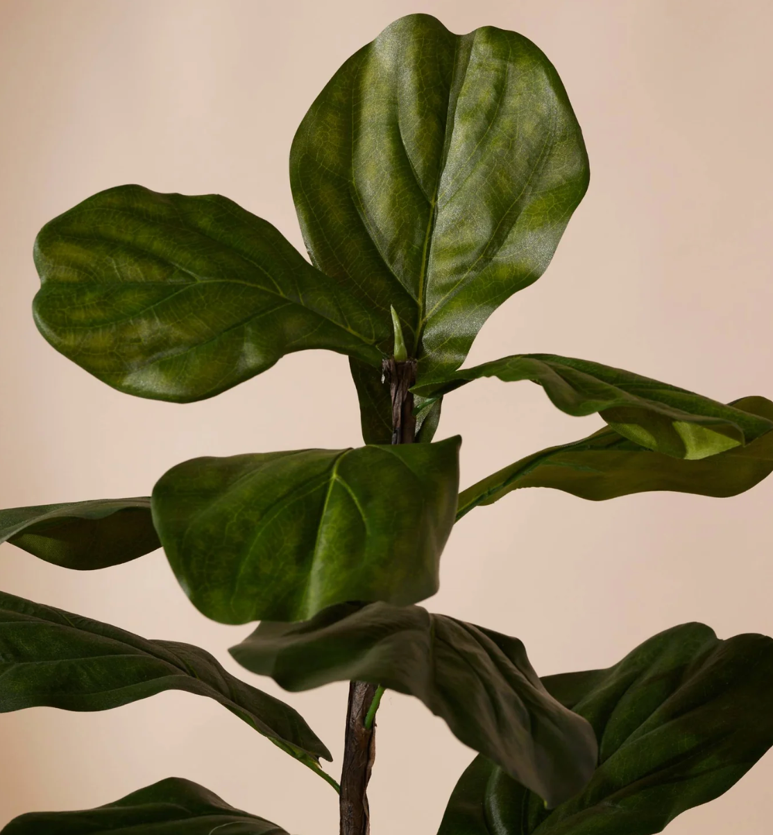 Plante artificielle - Ficus lyrata 180cm